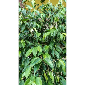 Ficus Benjamina Plant